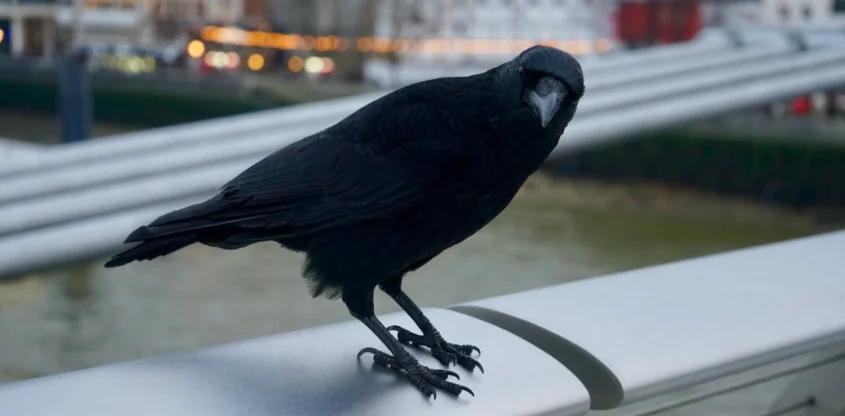 Corvi? Sono tra gli animali più intelligenti